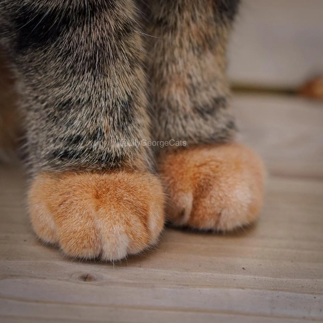 cute cat paws