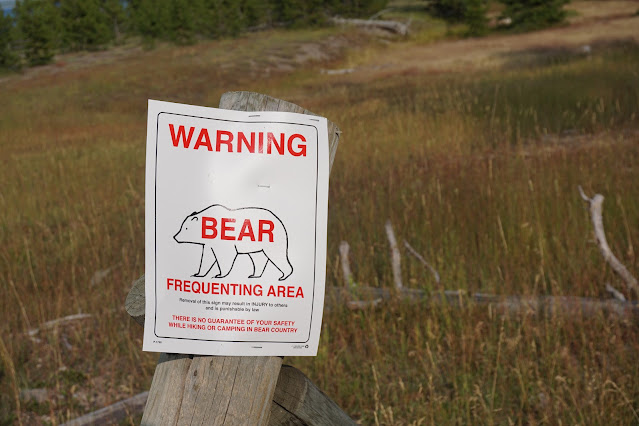 bear yellowstone geyser montana usa