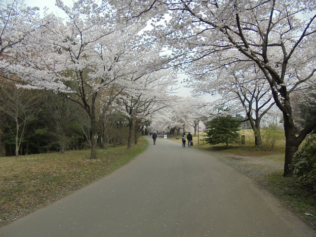 とっとり花回廊の桜の広場のソメイヨシノ桜