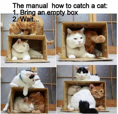 How to catch a cat. 1. Bring  an empty box. 2. Wait...