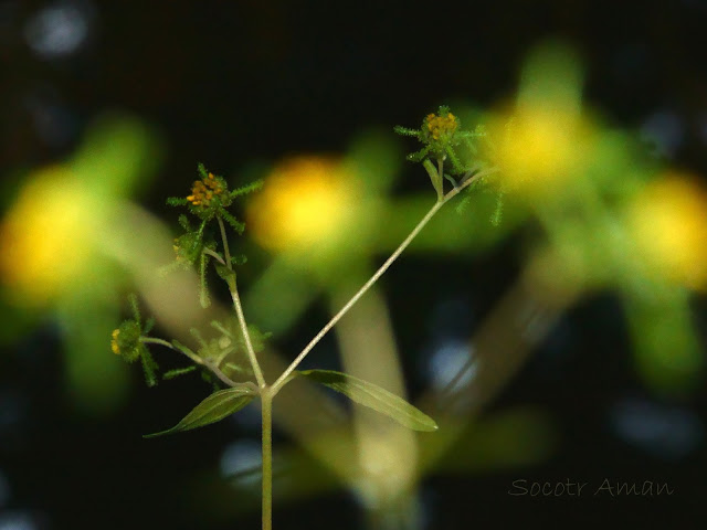 Siegesbeckia glabrescens