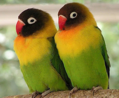 Lovebird Tidak Mau Kawin