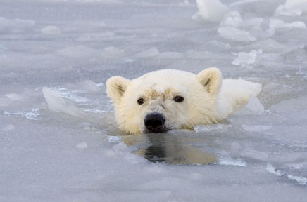 Polar Bear Swimming