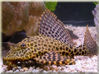 Plecostomus Fish Pictures