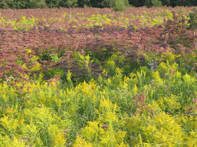 wildflower field