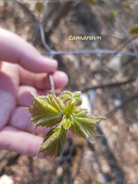 Клён бородатый / Клён бородчатонервный (Acer barbinerve)