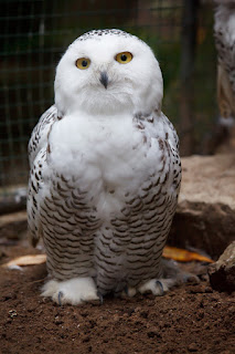 Cara Memelihara Snowy Owl