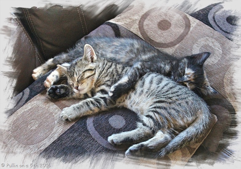 IMG_3899_Fotor