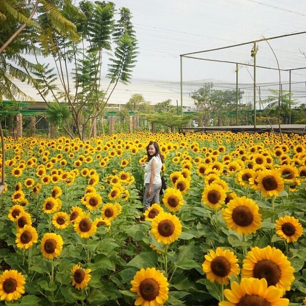 5 Kebun Bunga Di Jogja Ini Bisa Bikin Feed Instagrammu Makin