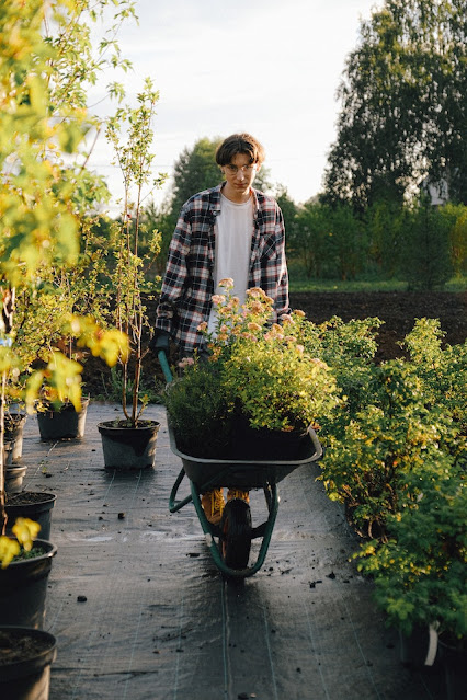 Young Caucasian man in flannel shirt pushing a wheelbarrow full of flowers