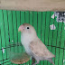 Harga Lovebird Mocca Terbaru