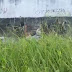 Jovem é executado a tiros em terreno baldio na zona Leste de Manaus