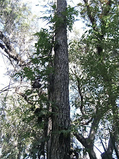 Climbing Fern