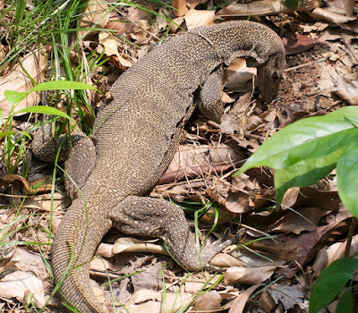 Clouded Monitor (Varanus nebulosus)