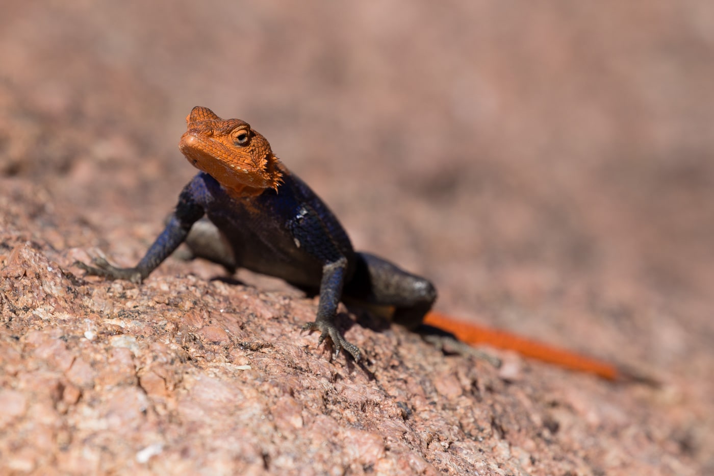 About Rainbow Agama, Colorful Scaly Creature