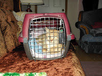 cat resting in cage 