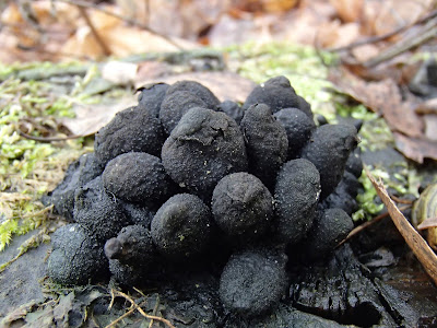 Próchnilec maczugowaty Xylaria polymorpha