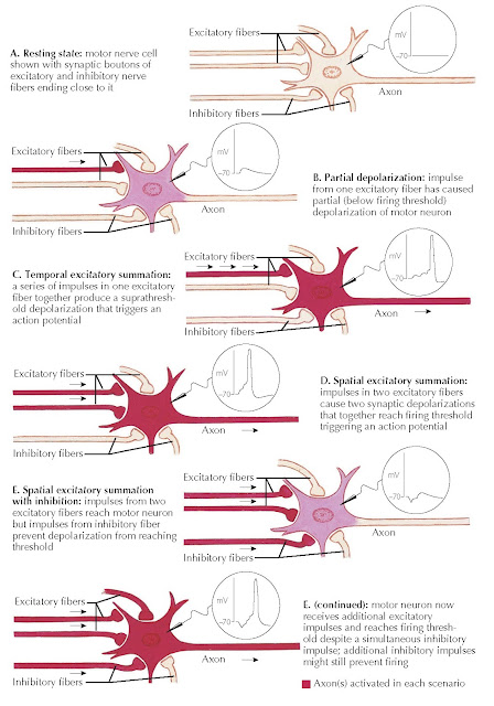 SUMMATION OF EXCITATION AND INHIBITION