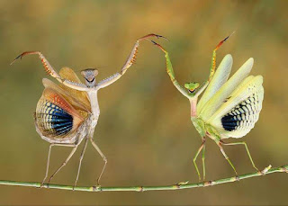 The best picture from National Geographic's Photo Contest!
