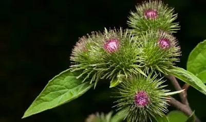 burdock root benefits for weight loss