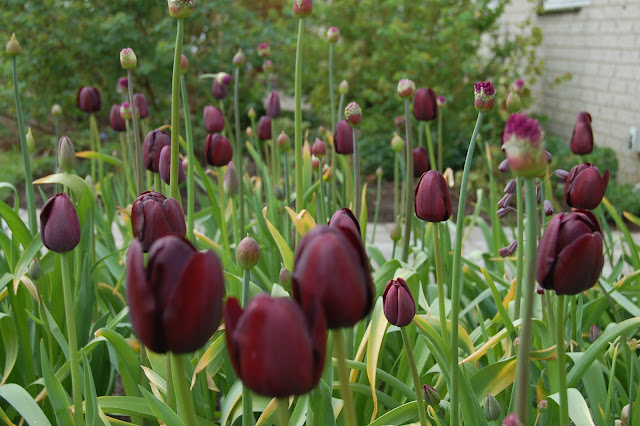 Allium Purple Sensation