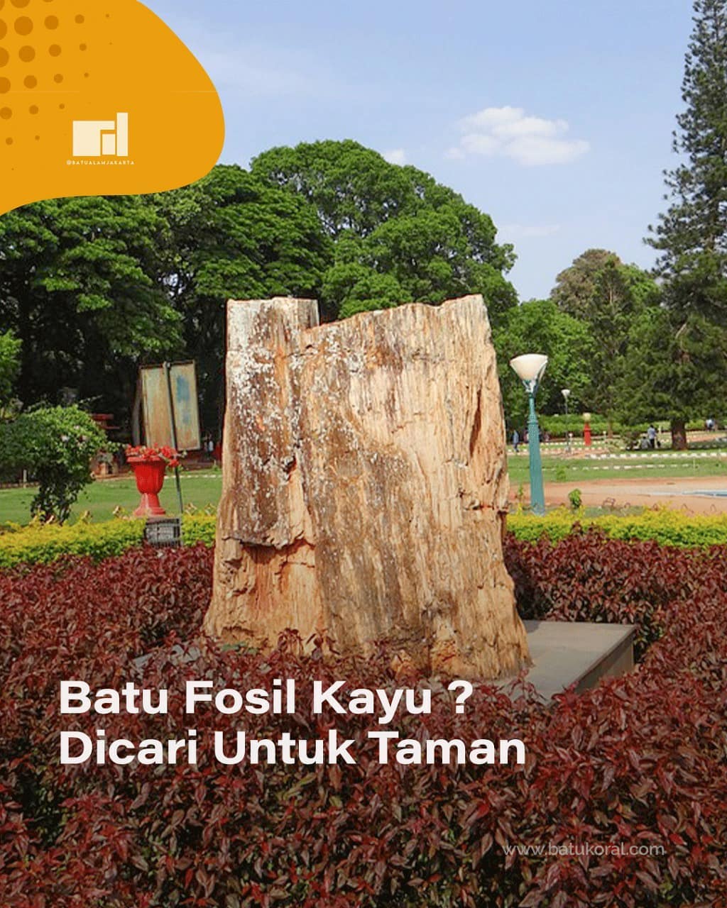 fosil kayu