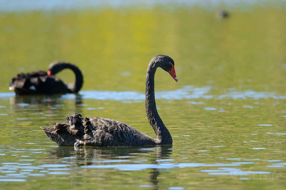 Mustluik, Cygnus atratus, Black Swan, luik, Chenopis