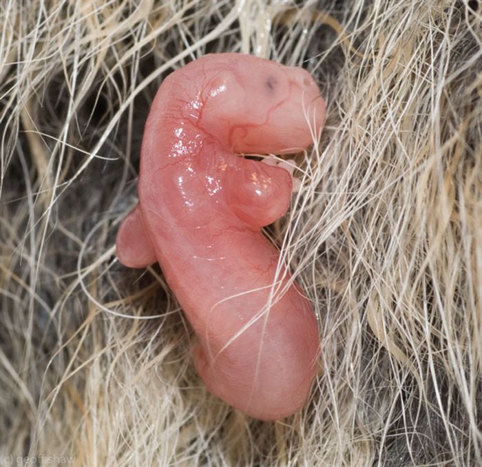 12 Wonderful Pictures of Unborn Animals in the Womb - Possum