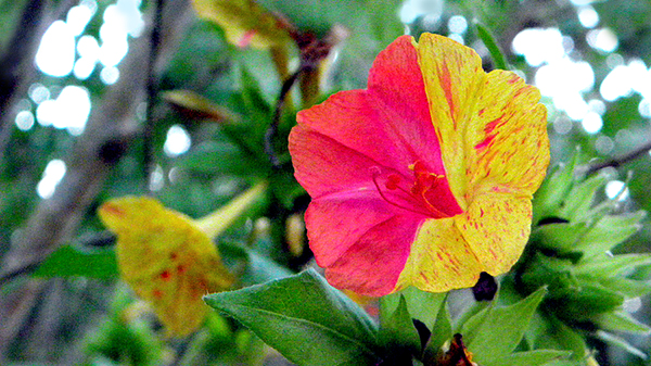 half and half magenta and yellow variegated, with other blooms and seeds in distance