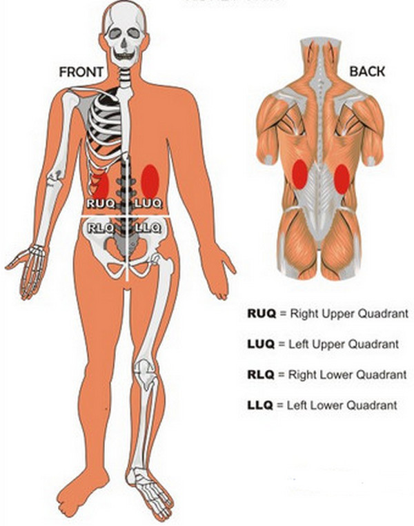 where is your kidney located in your body diagram