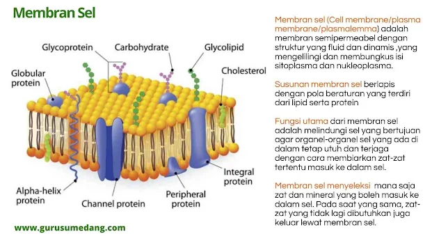 Sel membran dimiliki oleh sel hewan maupun sel tumbuhan. Sel membran berfungsi untuk mengontrol keluar masuknya bahan-bahan yang dibutuhkan oleh sel (transportasi sel), bahan-bahan yang dibutuhkan berupa partikel makanan, air, oksigen, dan juga sisa-sisa proses metabolisme tubuh. Sel membran juga bertindak sebagai pembatas antara sel dengan lingkungan luar.