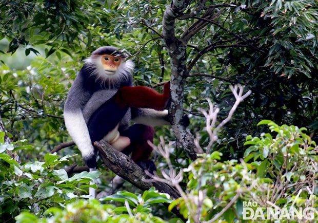 Unique Beauty of Red Shanked Douc Langurs on Son Tra Peninsula