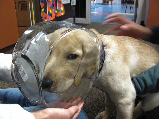 dog stuck in jar, funny animal pictures, animal photos, funny animals