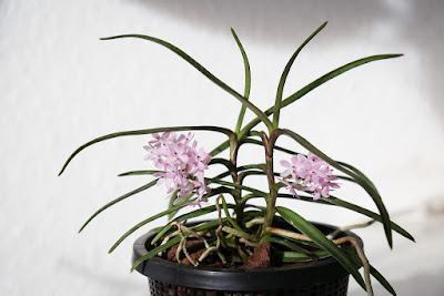 Ascocentrum christensonianum care and culture