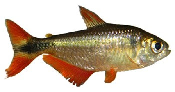 Tetra Buenos Aires (Hemigrammus caudovittatus) 