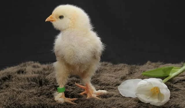 Kumpulan fakta menarik tentang ayam