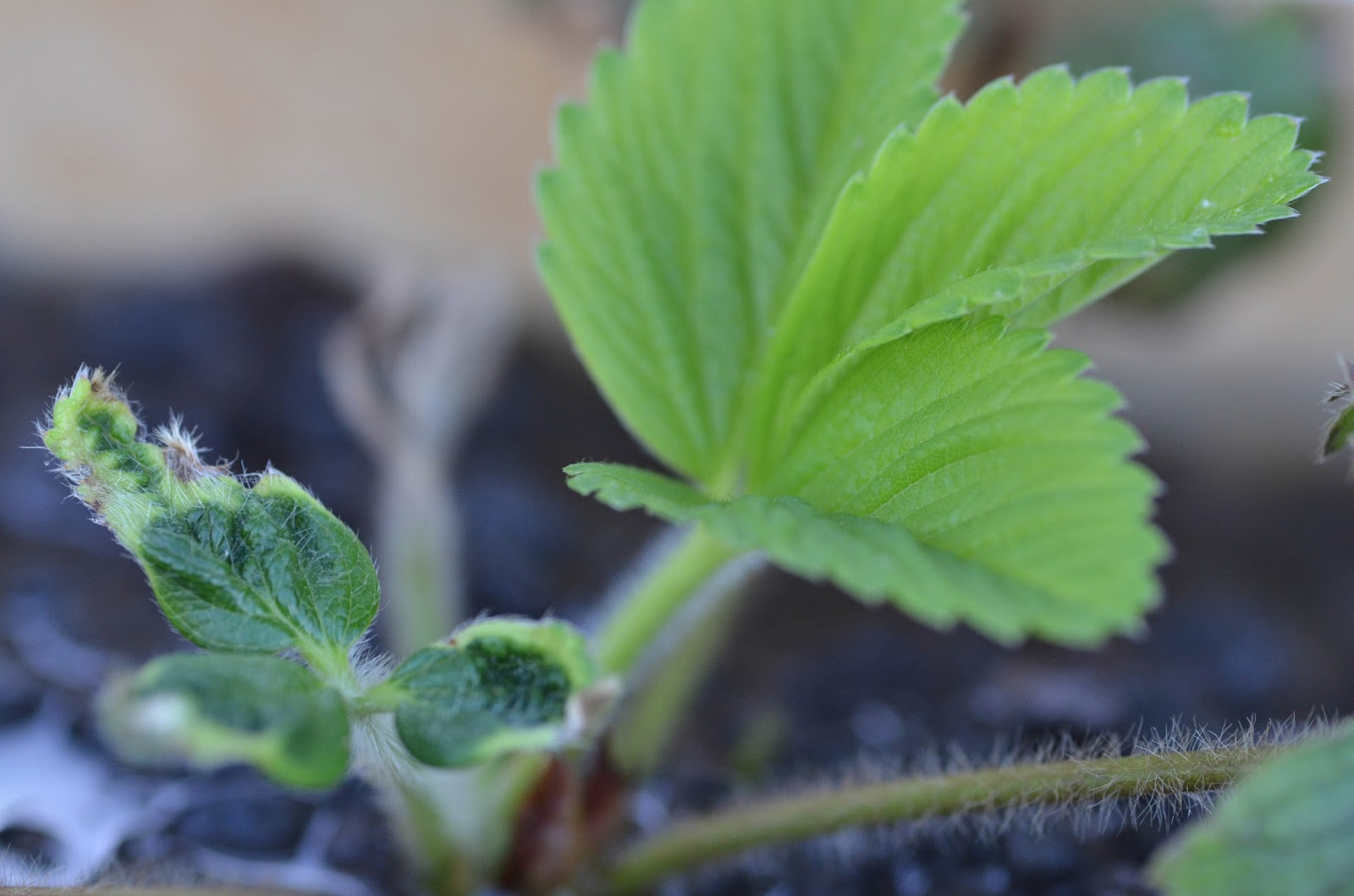 Weird Strawberry Leaves and Green Onion Update with a ...