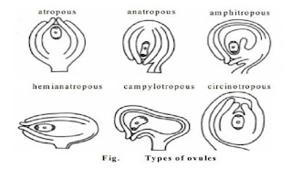 Ovule Meaning, Ovule Diagram, Types of ovule