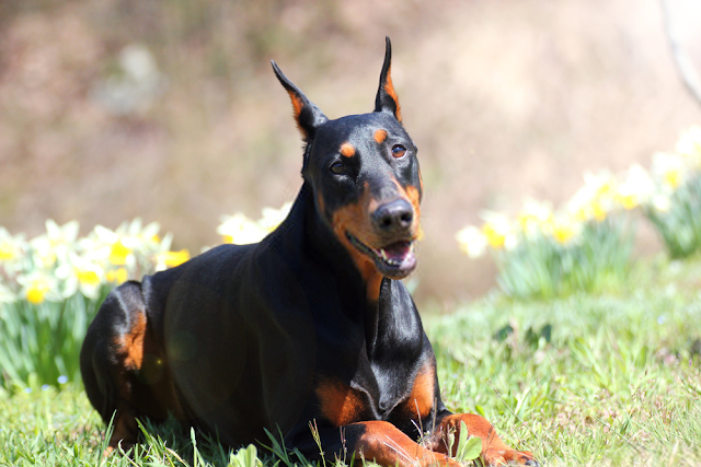 Đánh giá chó Doberman Pinscher