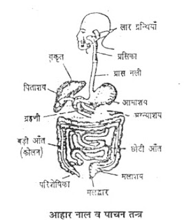 Pachan Tantra