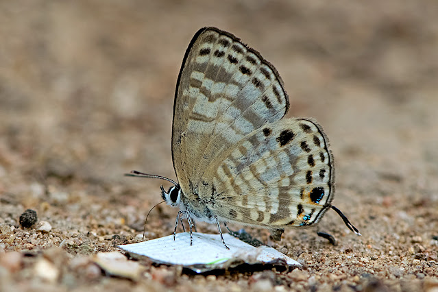 Nacaduba angusta the White Lineblue