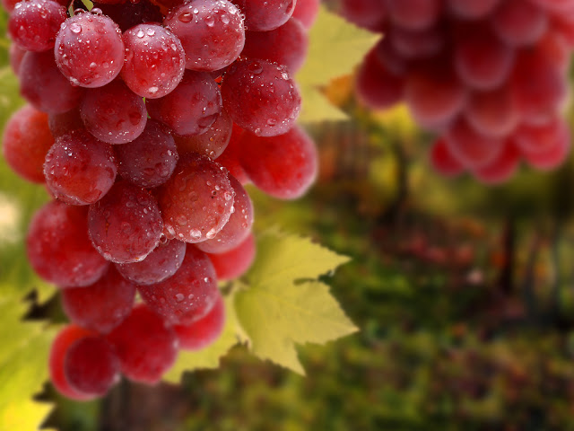 Wet Grapes Close Up Photo HD Wallpaper