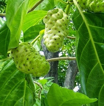 Cara merawat rambut dengan khasiat buah mengkudu