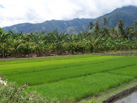 Gambar pemandangan sawah  Indonesiadalamtulisan 