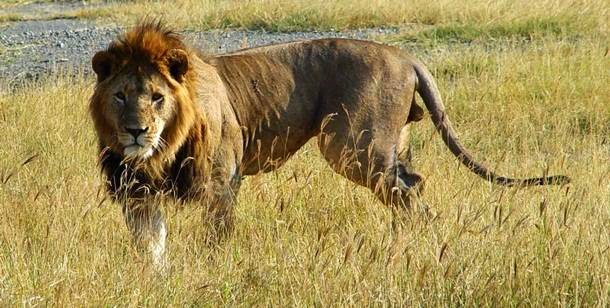 hewan-yang-paling-banyak-membunuh-manusia-setiap-tahunnya-singa