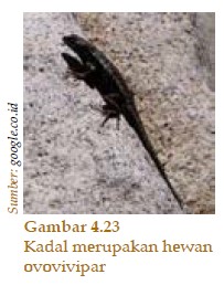 Perkembangbiakan pada  Hewan  Avertebrata dan Vertebrata 