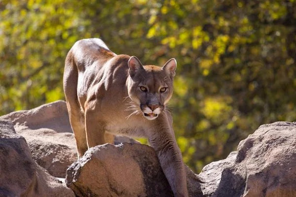 Cinco animais que não costumam atacar humanos