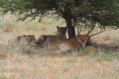 the Lion girls at the Aroel waterhole