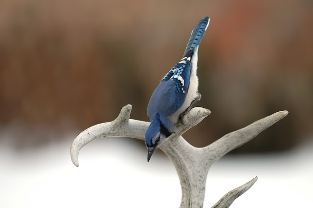 Blue Jay Bird Habitat