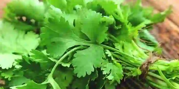 Coriander | മല്ലി ഇല ഇനി കടയിൽ നിന്ന് വാങ്ങേണ്ട; വീട്ടിൽ തന്നെ വെള്ളത്തിൽ വളർത്താം! എന്തൊക്കെ ശ്രദ്ധിക്കണം?